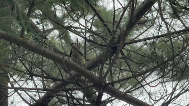 Cape May Warbler - ML646448538