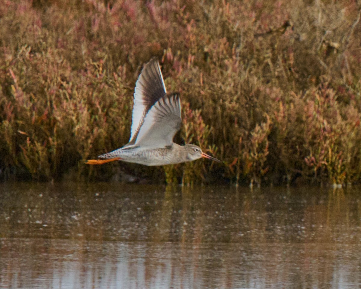 赤足鷸 - ML646448539