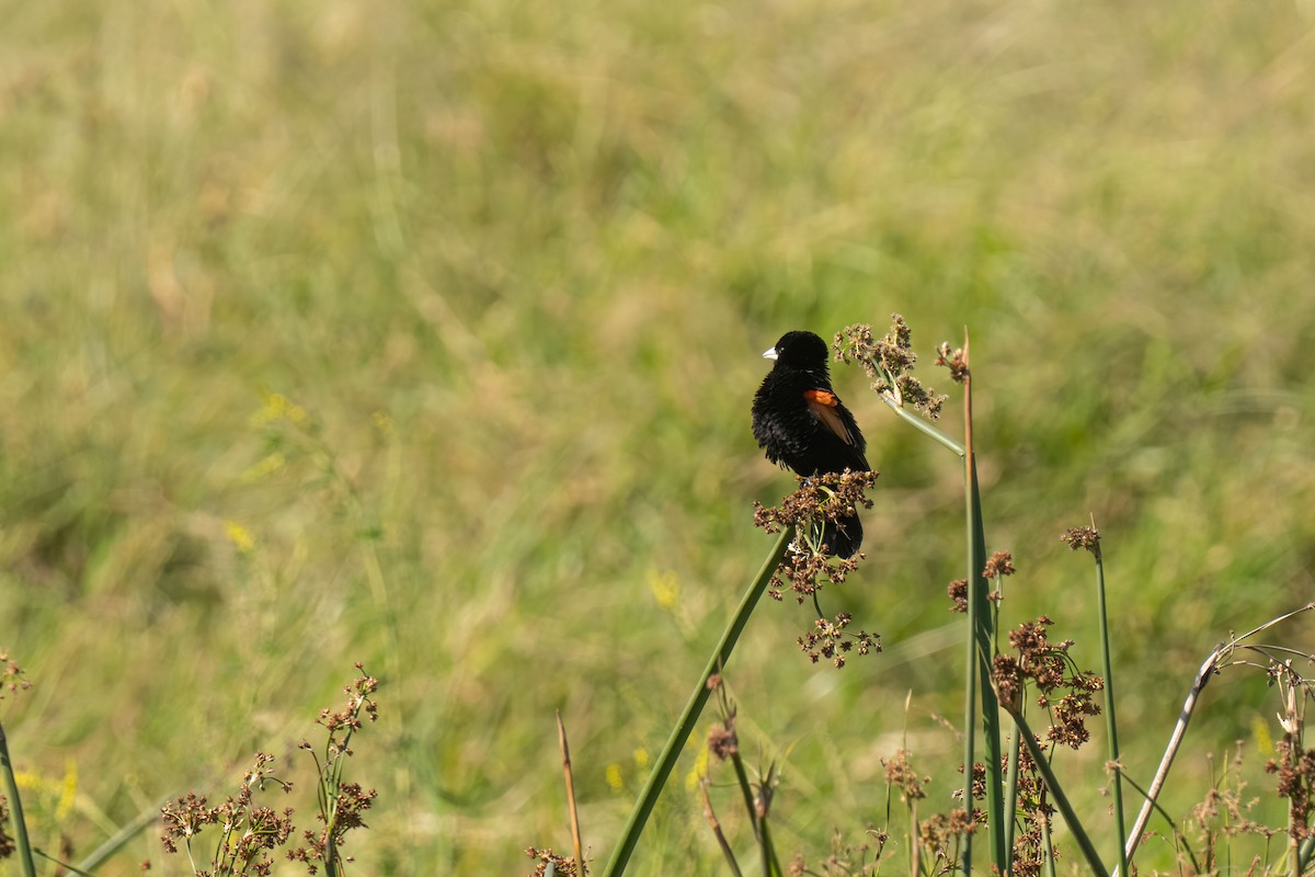 Fan-tailed Widowbird - ML646448543