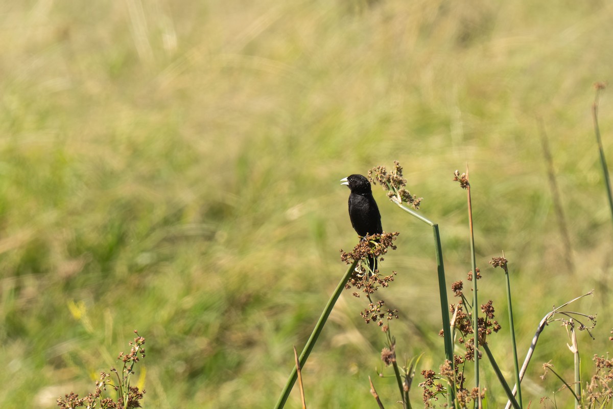 Fan-tailed Widowbird - ML646448544