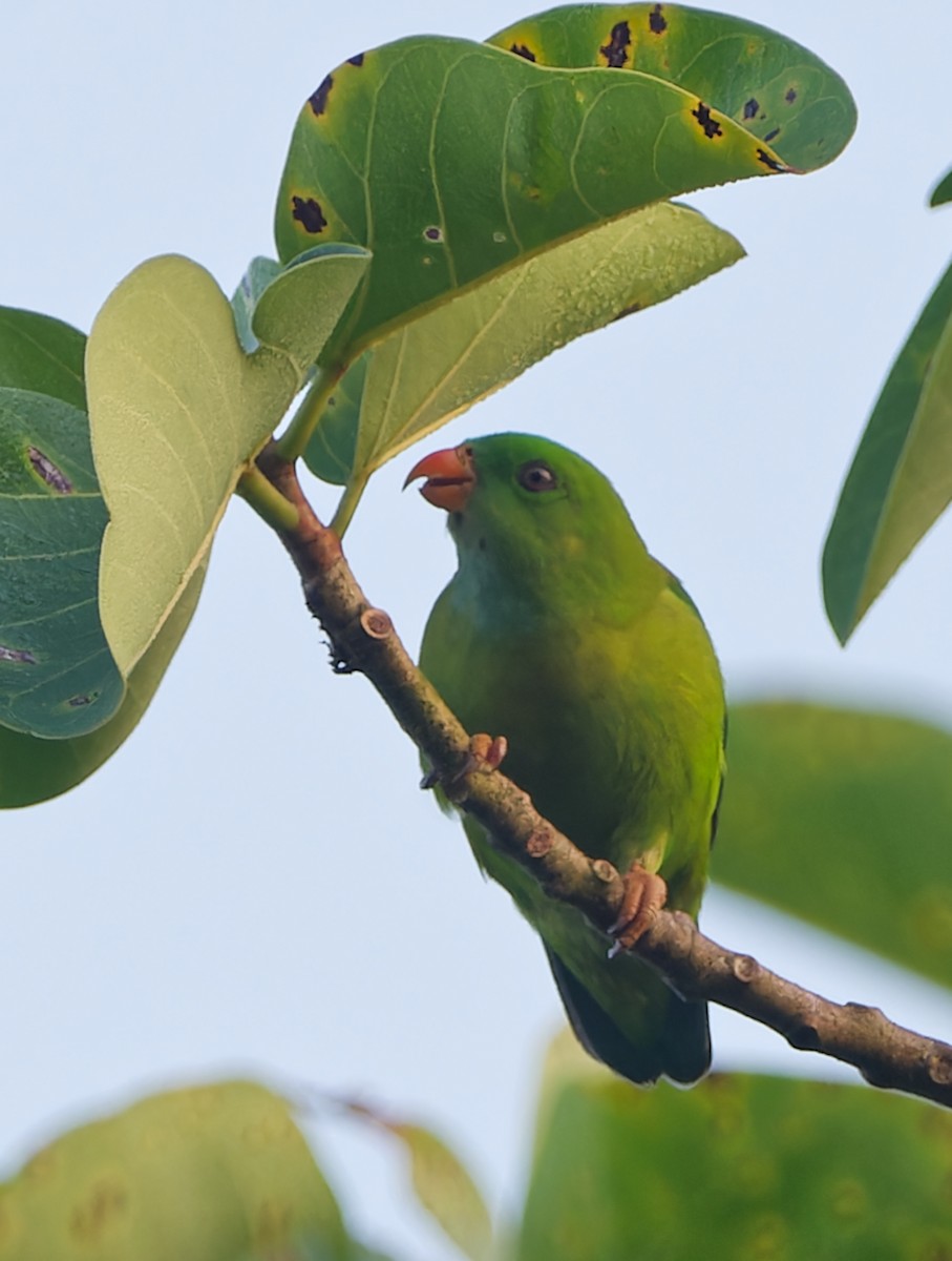 Vernal Hanging-Parrot - ML646448546