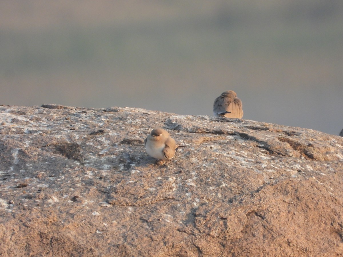 Small Pratincole - ML646448547