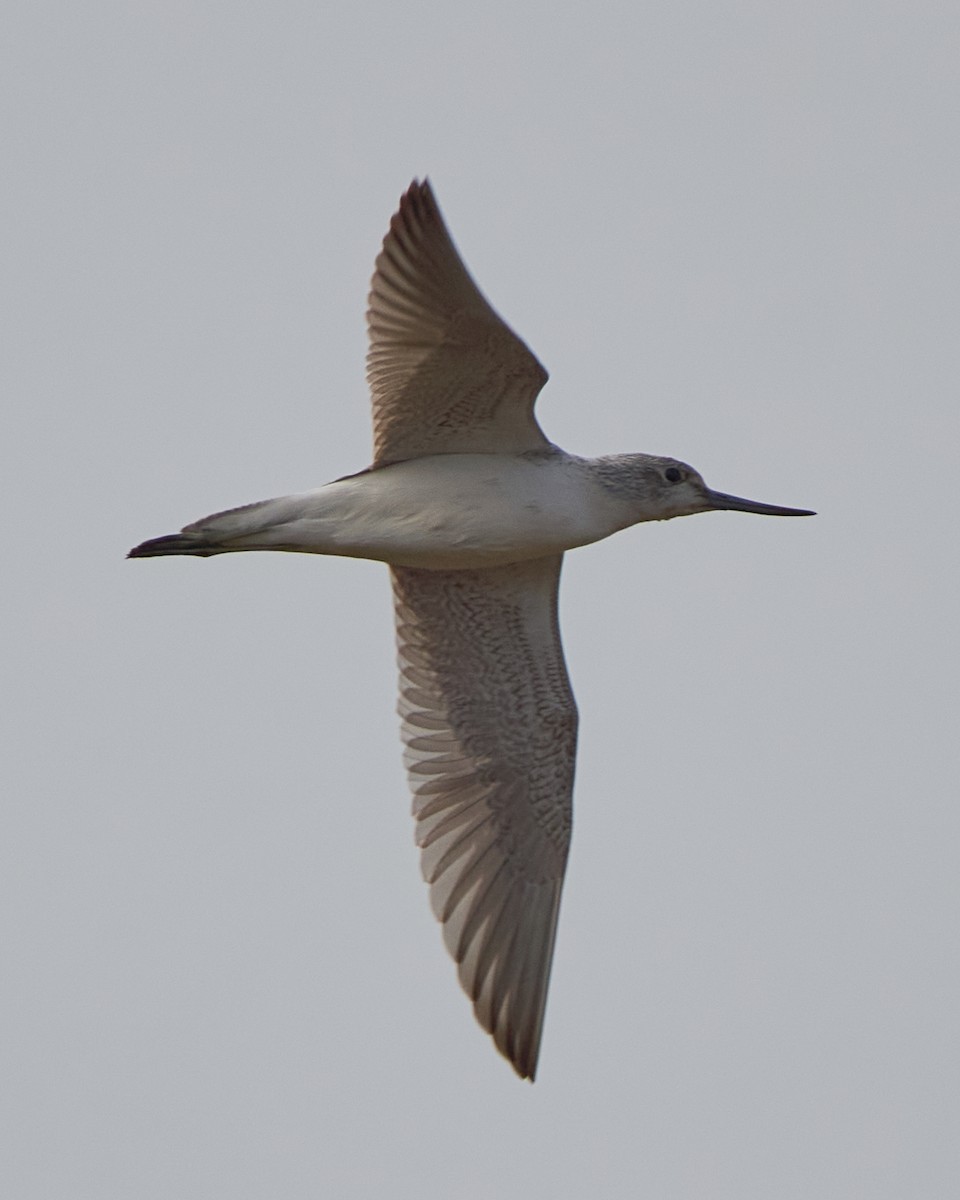 青足鷸 - ML646448548