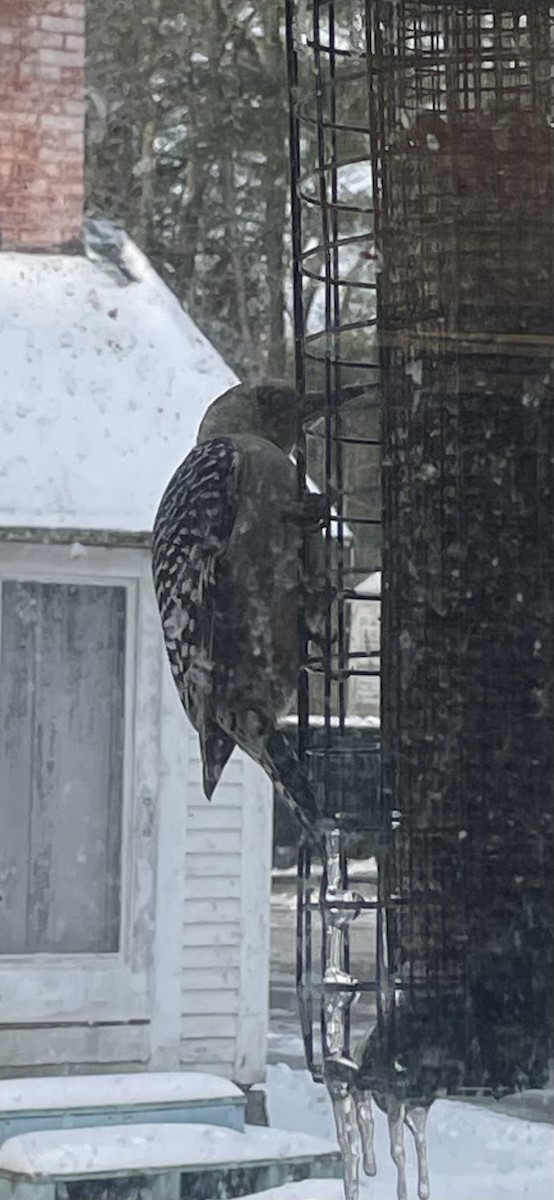 Carpintero de Carolina - ML646448550