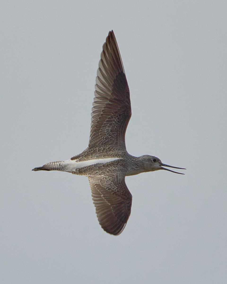 青足鷸 - ML646448561