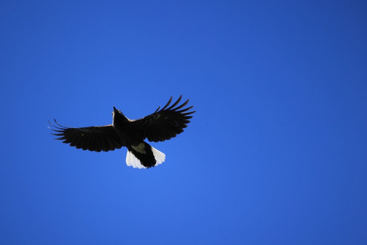 Cascanueces Sureño - ML646448562