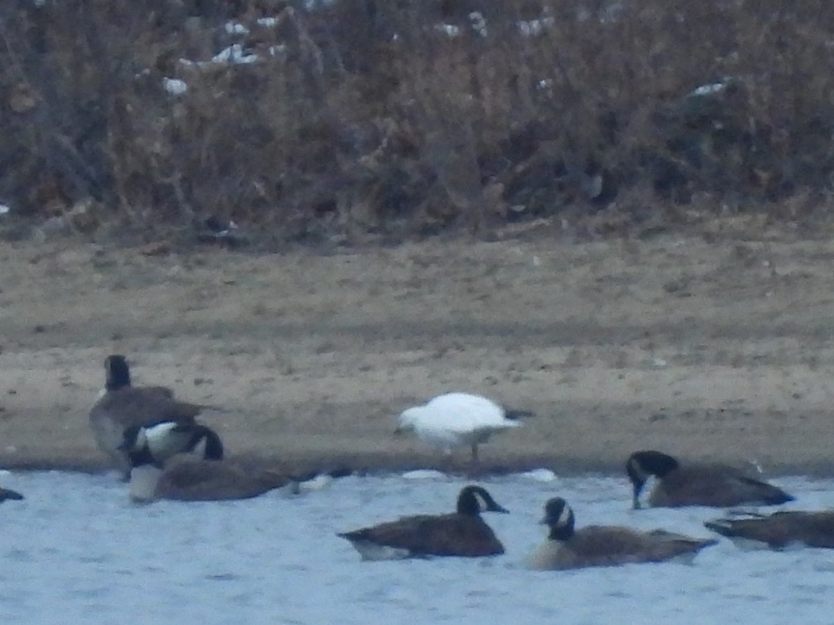 husa bělostná - ML646448564