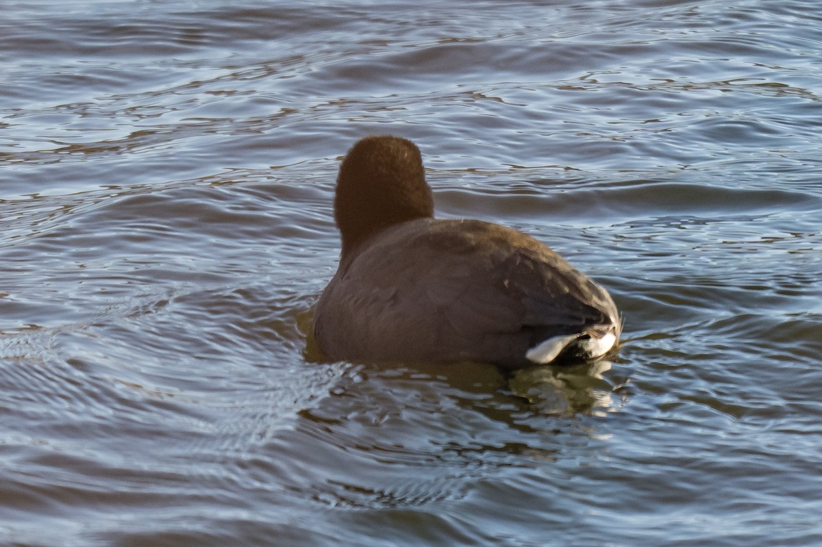 Amerika Mekesi - ML646448570