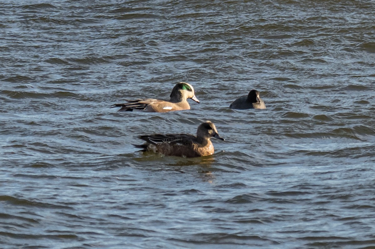 Amerika Mekesi - ML646448571