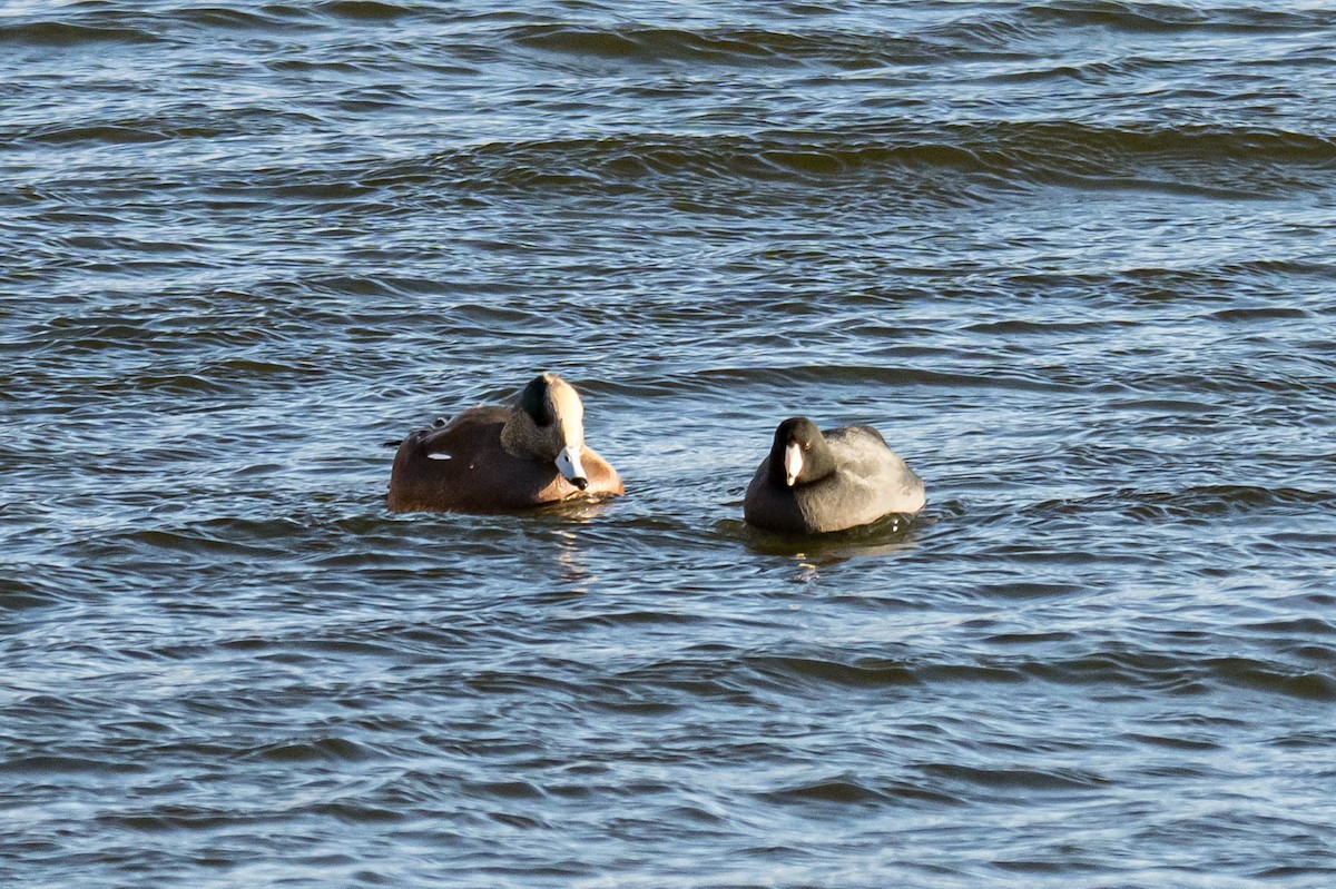 Amerika Mekesi - ML646448572