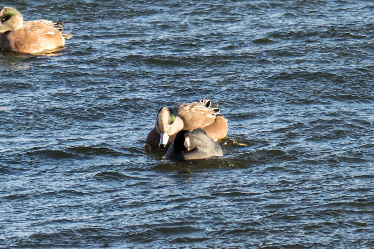 Amerika Mekesi - ML646448573