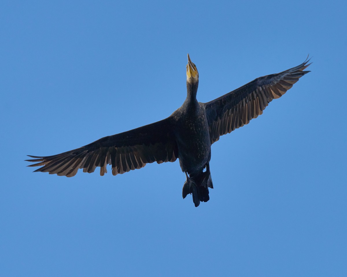 鸕鷀 - ML646448574