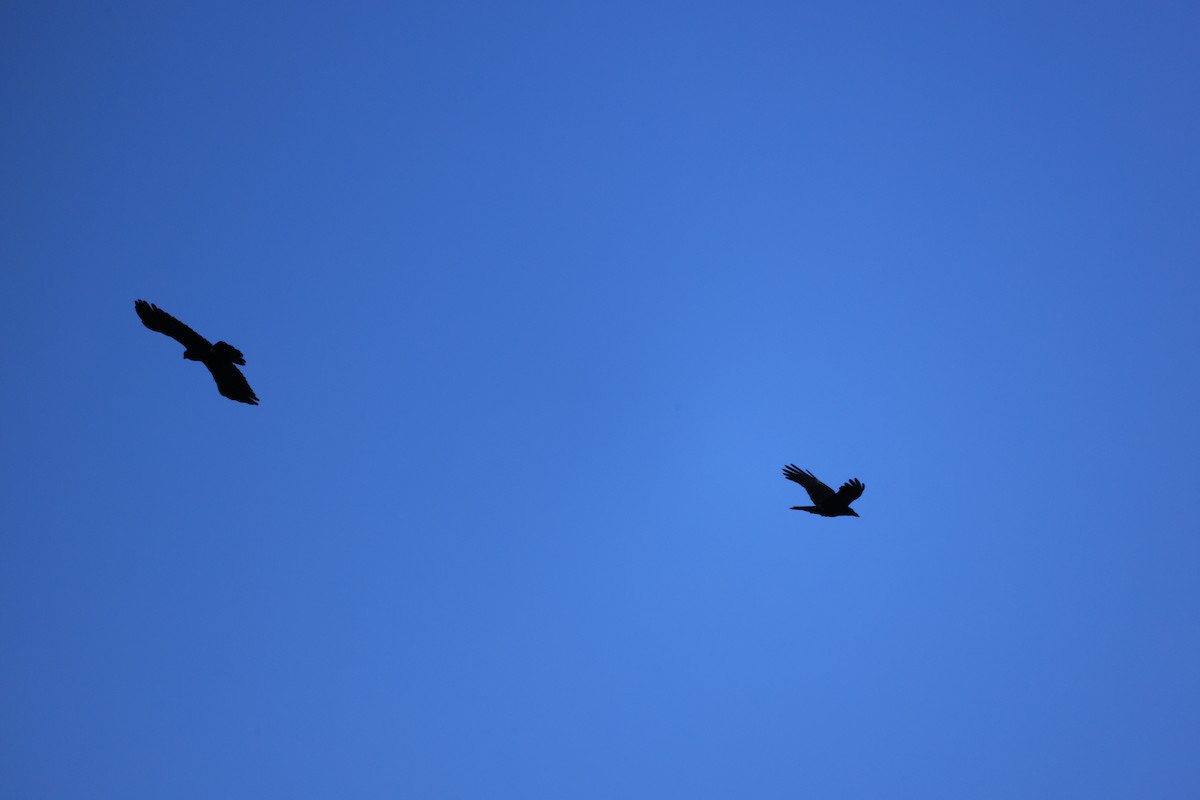 Southern Nutcracker - ML646448575