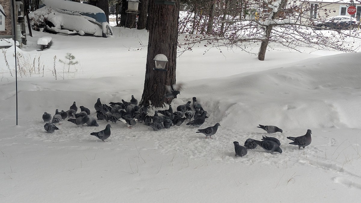 Piccione domestico - ML646448581