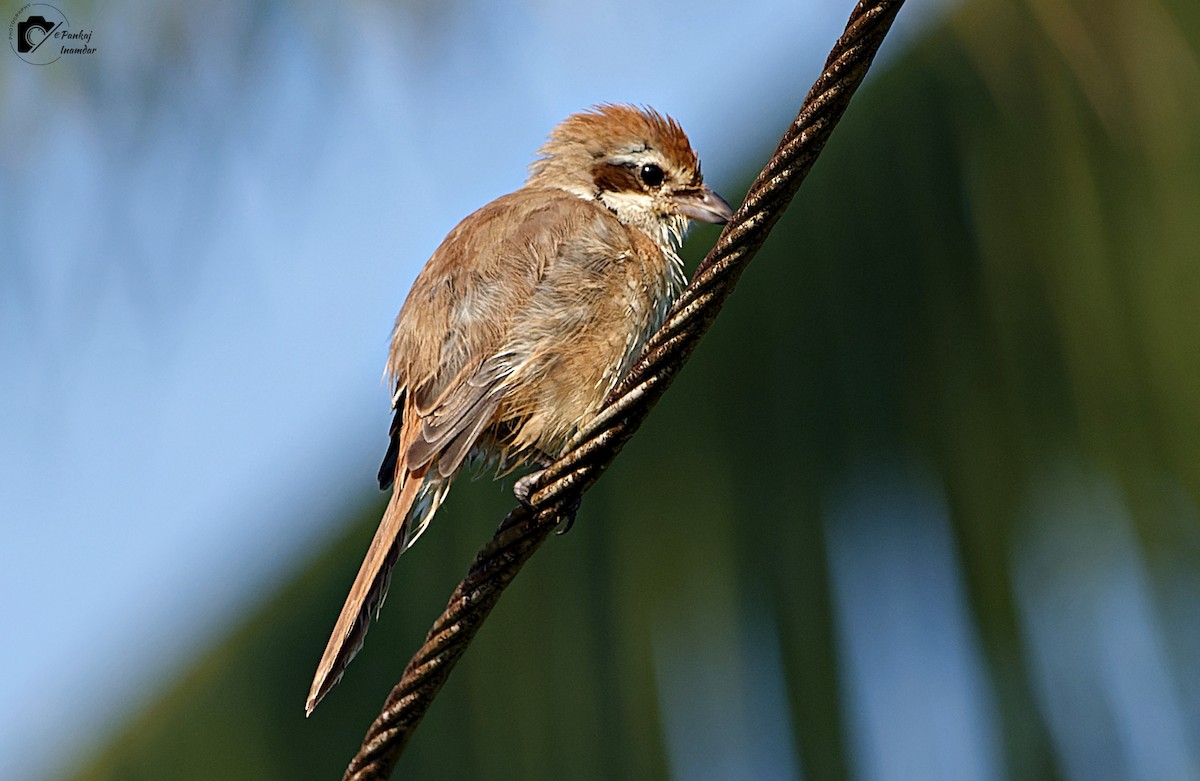 Brown Shrike - ML646448583
