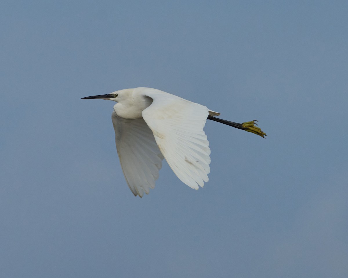 小白鷺 - ML646448584