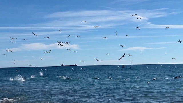 Northern Gannet - ML646448585