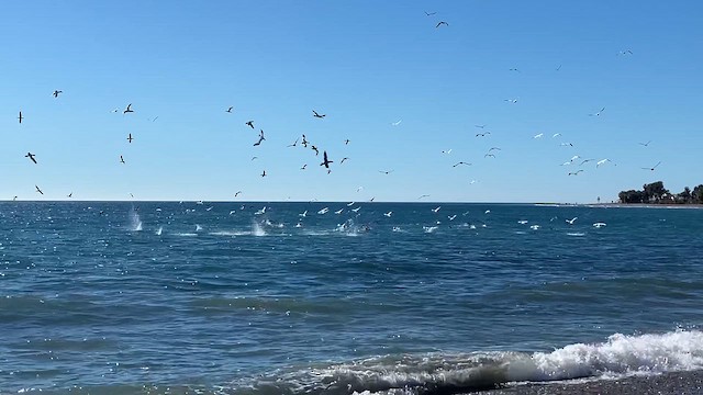 Northern Gannet - ML646448586