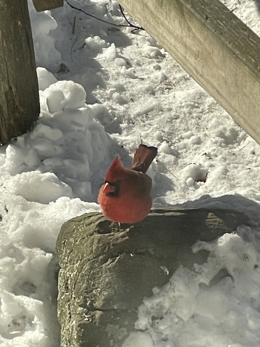 Cardenal Norteño - ML646448587