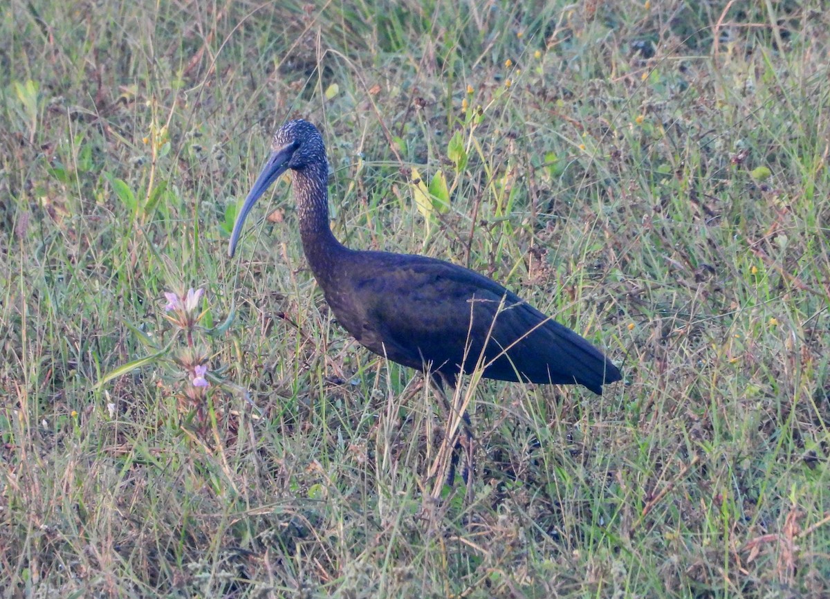 Гялаан билүүс - ML646448591