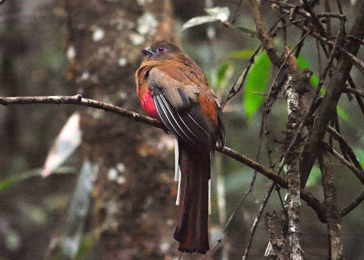Red-headed Trogon - ML646448599