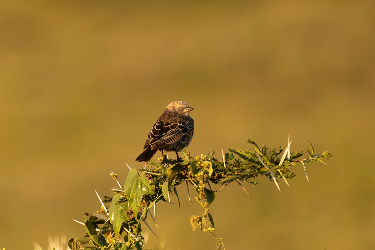 Rufous-tailed Weaver - ML646448603