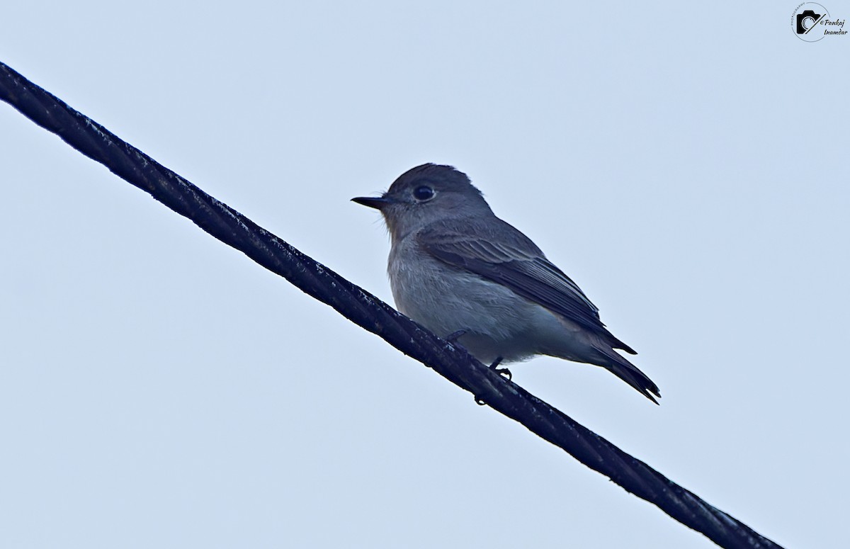 Asian Brown Flycatcher - ML646448608