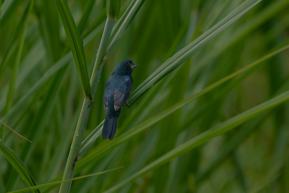 Thick-billed Seed-Finch - ML646448613