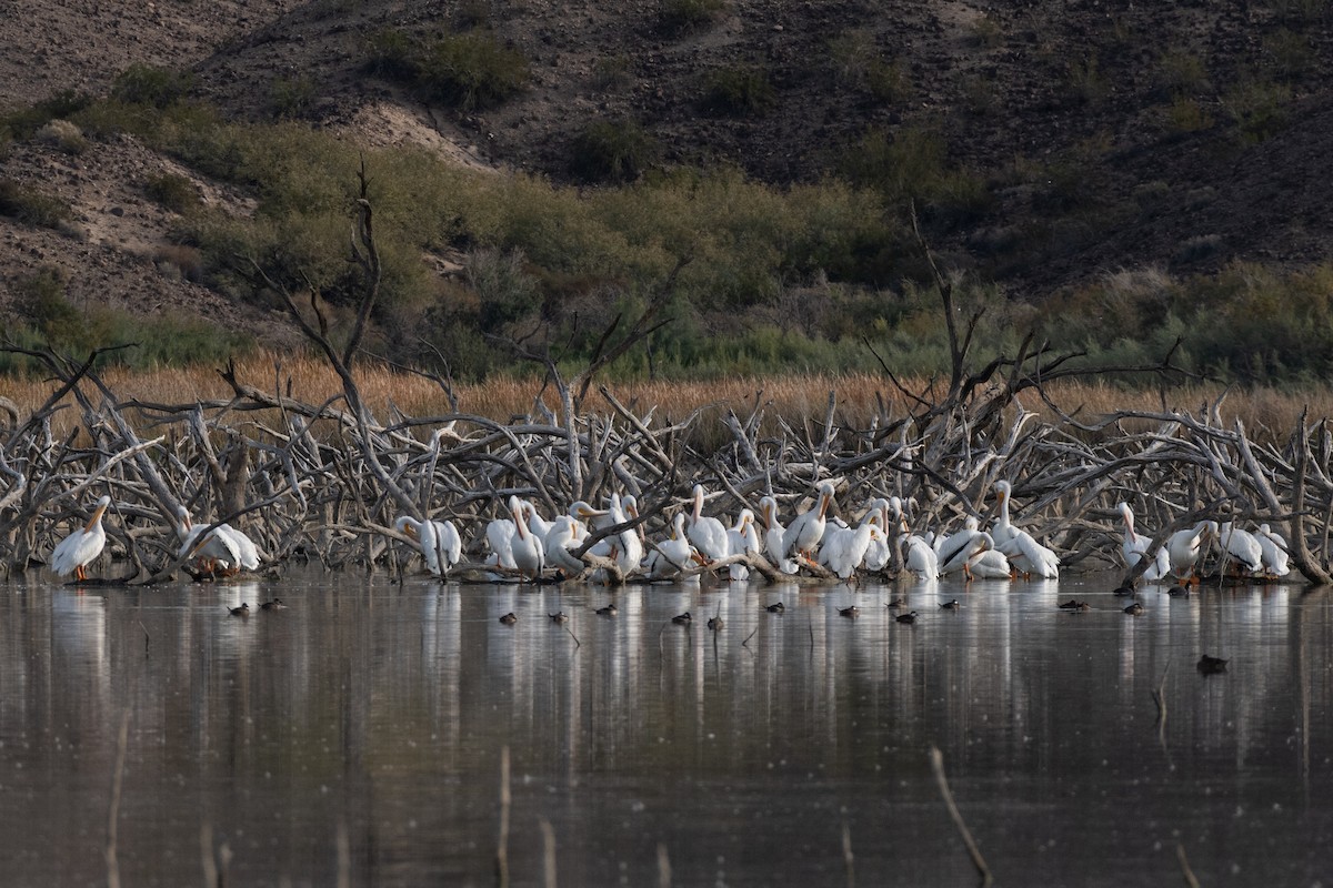 American White Pelican - ML646448618