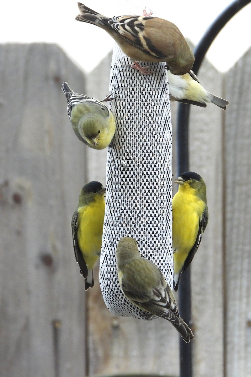 Lesser Goldfinch - ML646448619