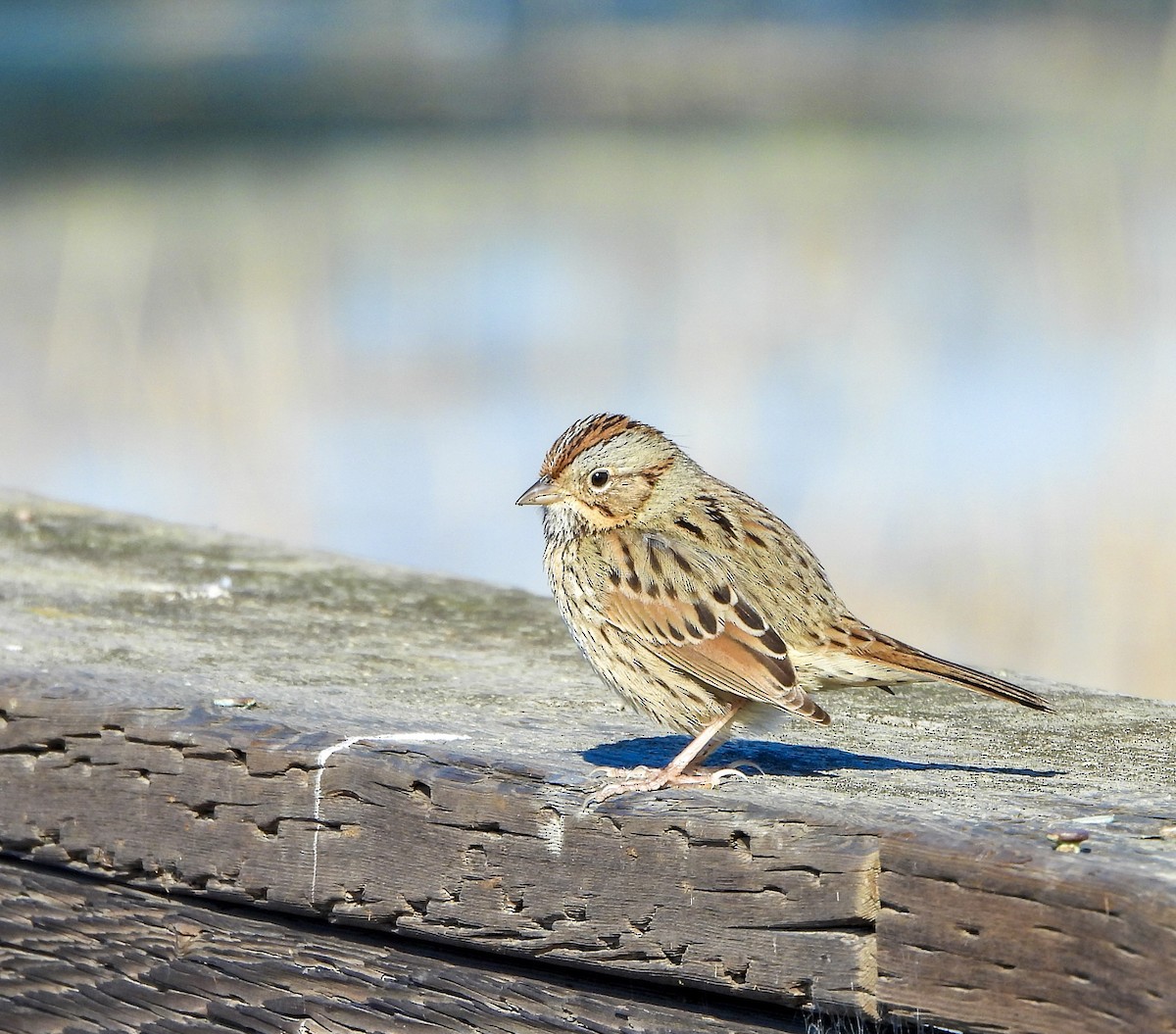 Lincoln's Sparrow - ML646448623