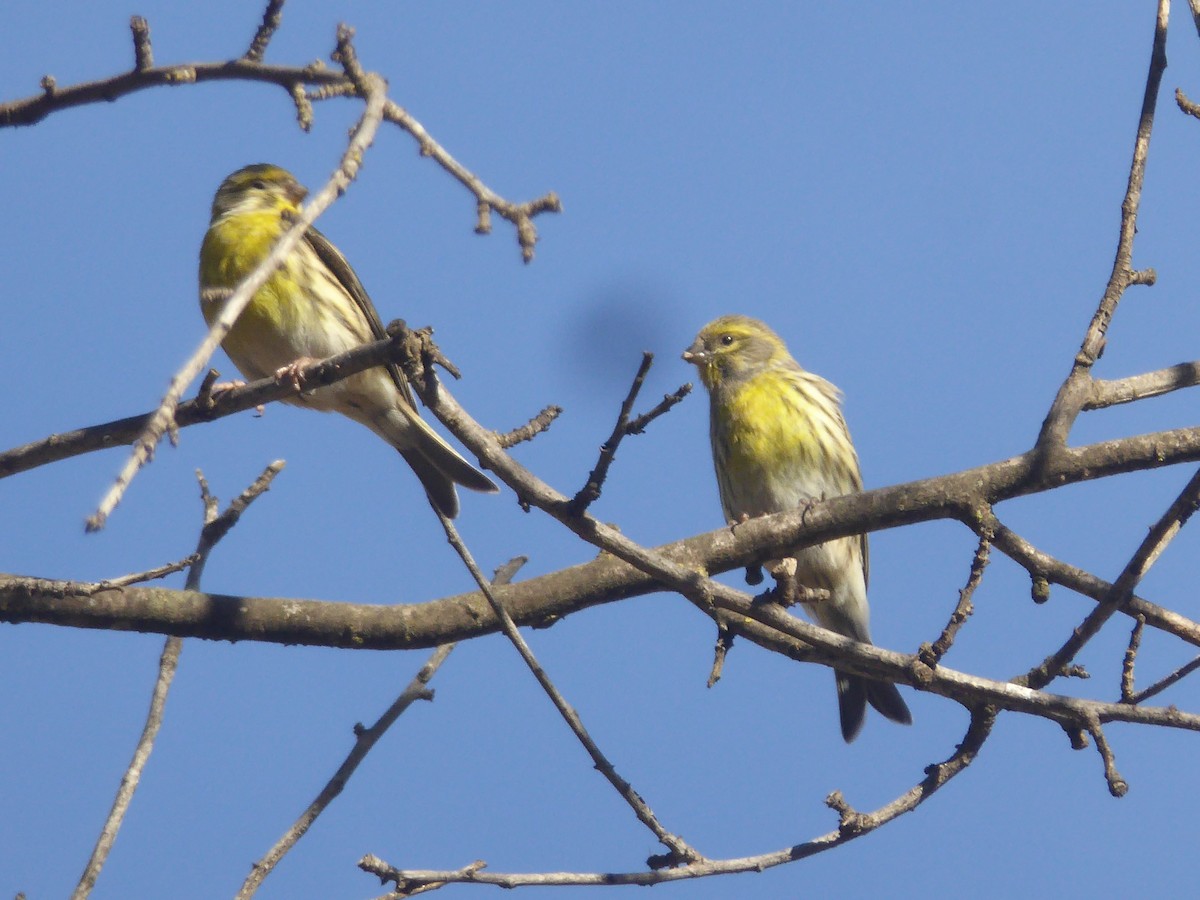 בזבוז אירופי - ML646448624