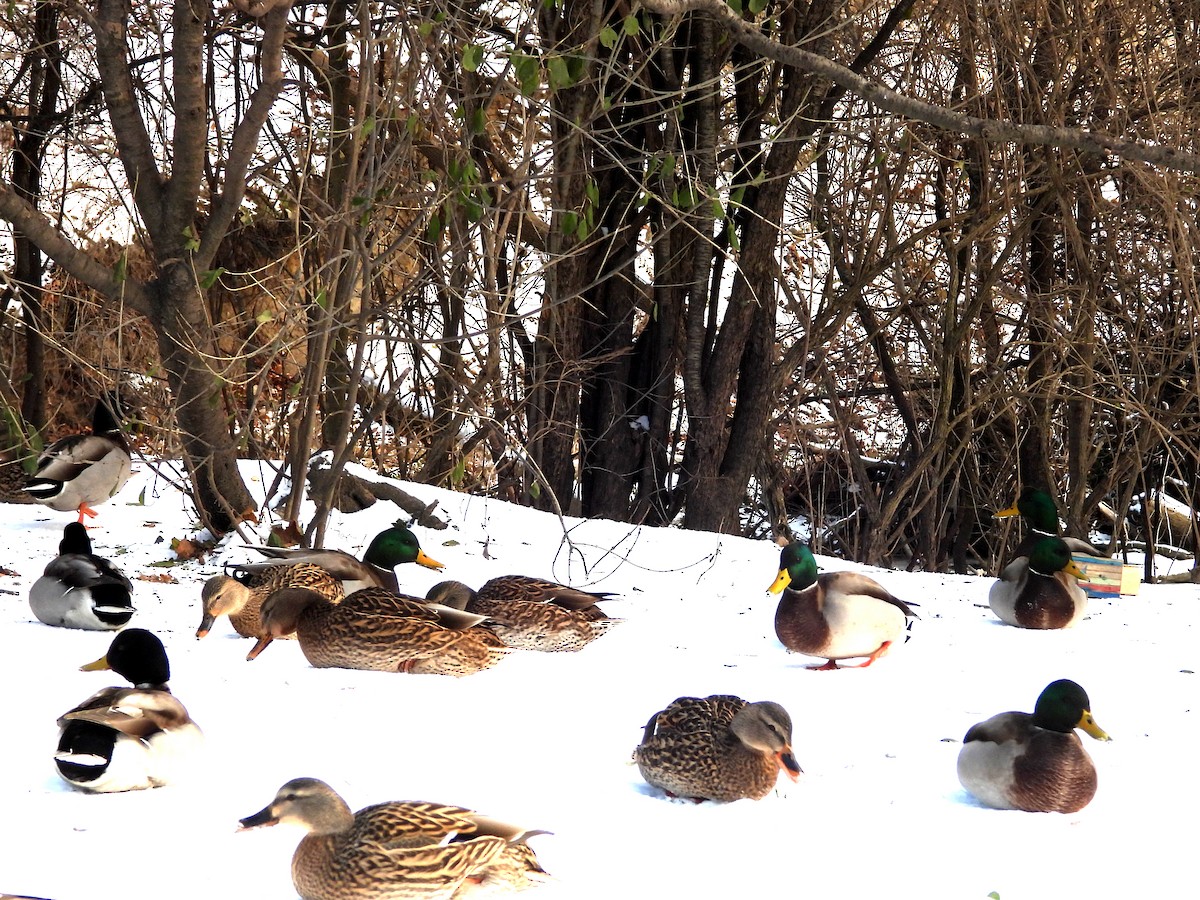 Germano reale - ML646448625