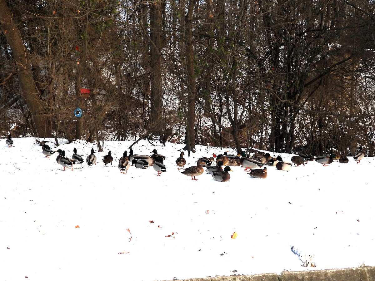 Germano reale - ML646448626