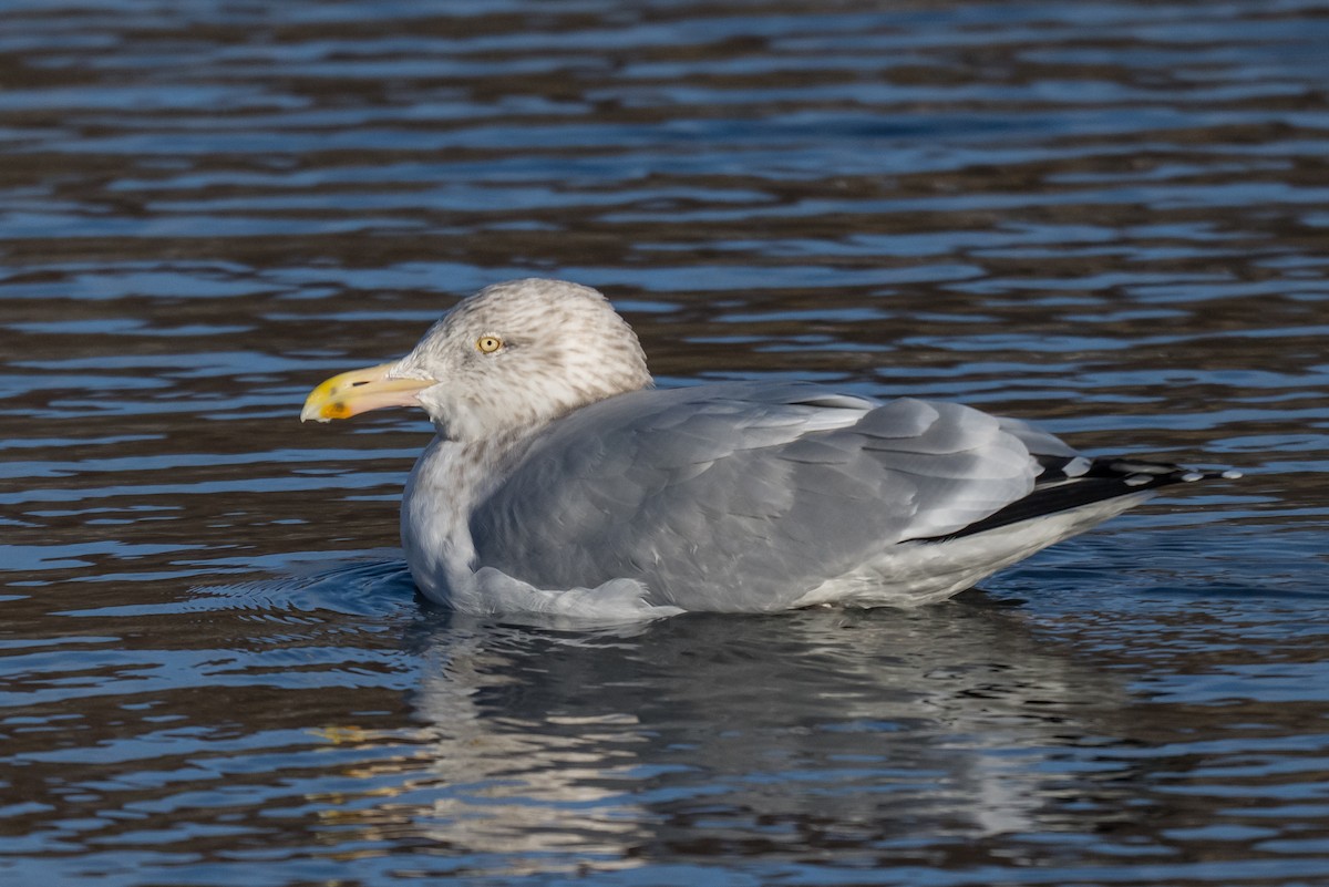 Amerika Gümüş Martısı - ML646448627
