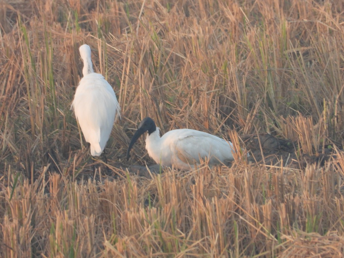 Хүрэн түрүүт билүүс - ML646448629