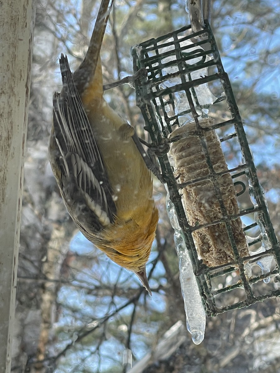 Baltimore Oriole - ML646448630