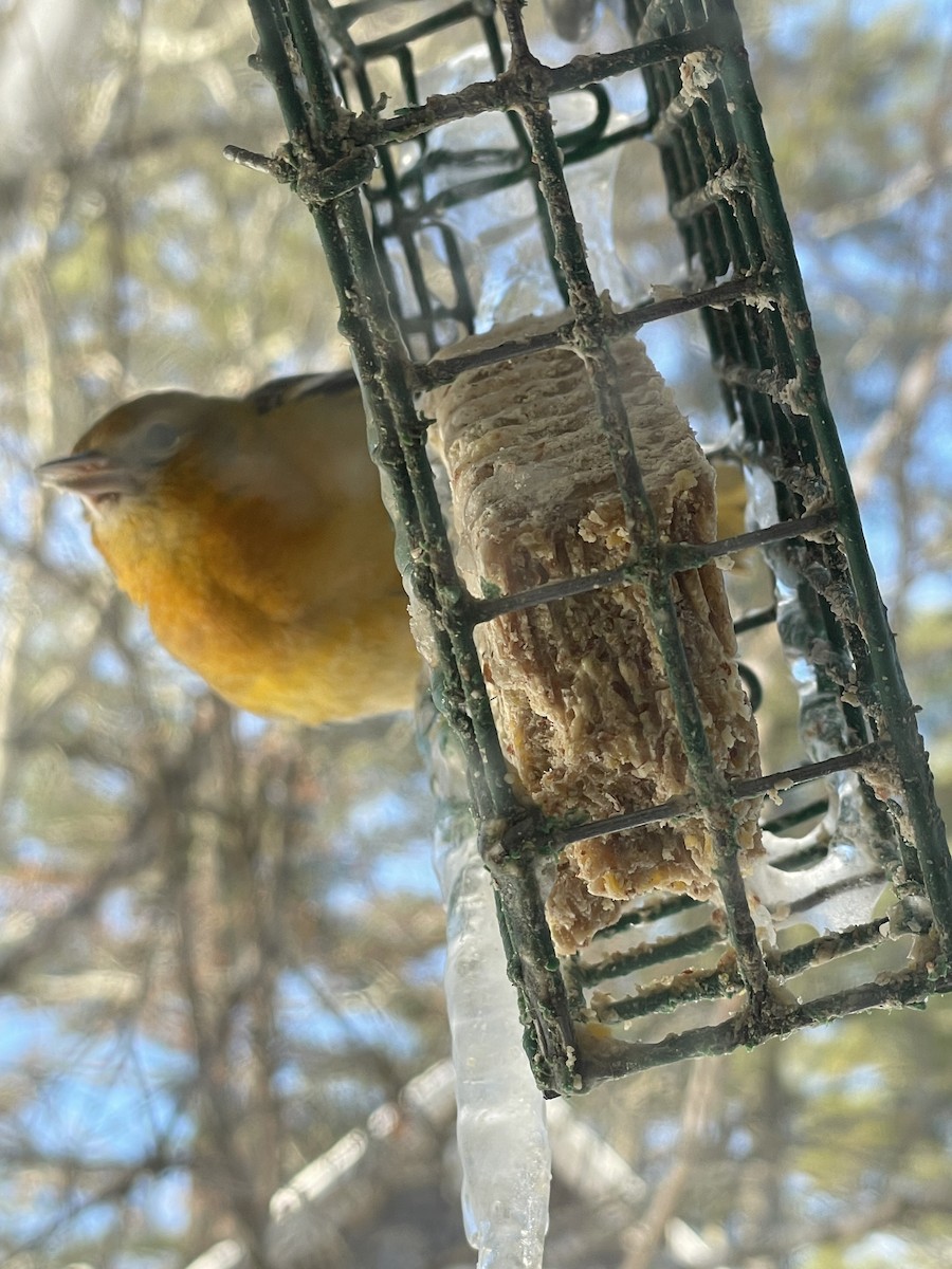 Baltimore Oriole - ML646448631