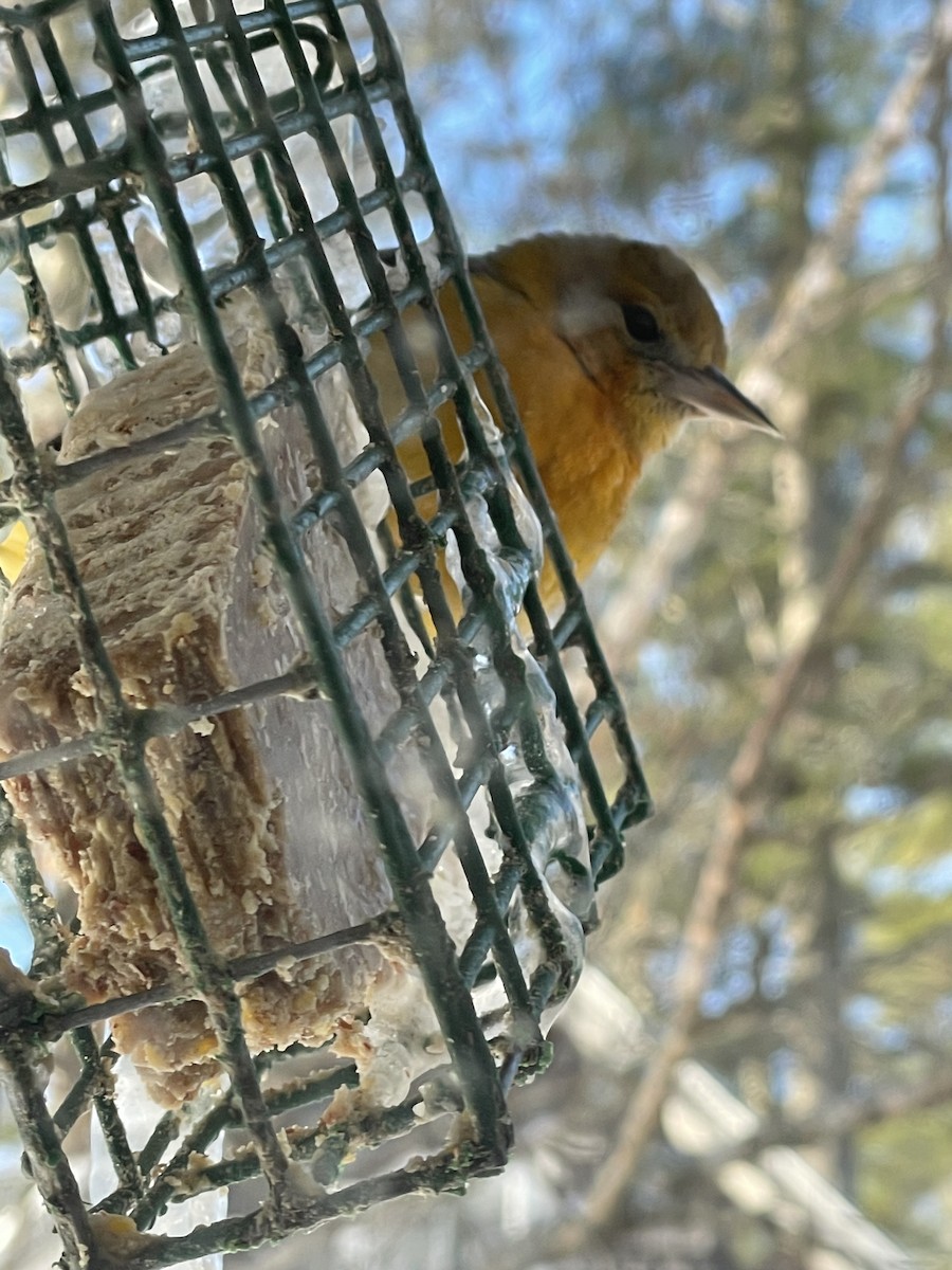 Baltimore Oriole - ML646448632