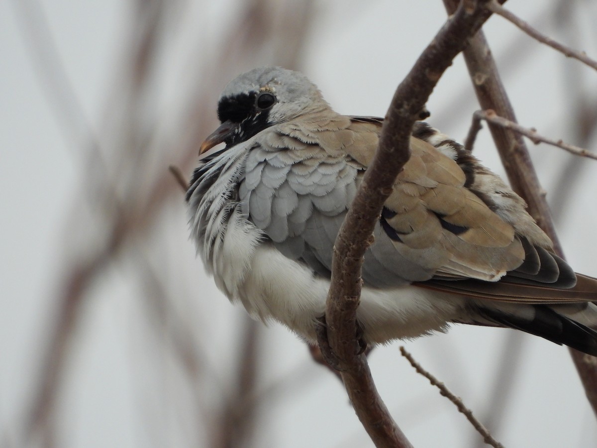 Namaqua Dove - ML646448636