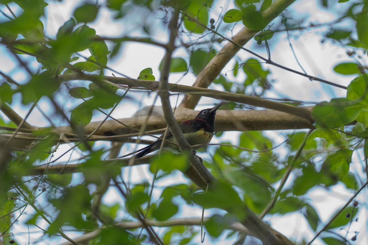 Black-throated Sunbird - ML646448639