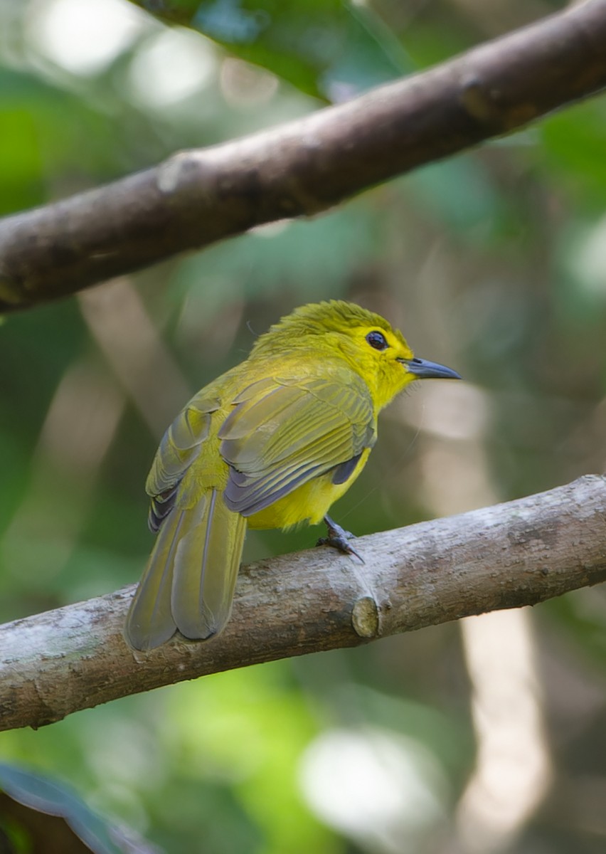 Yellow-browed Bulbul - ML646448640