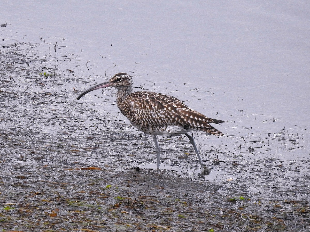 Kurlinta bekainduna - ML646448643