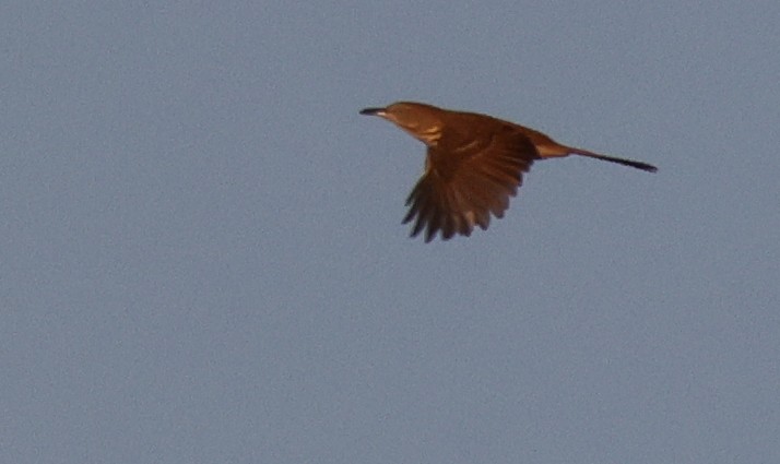 Brown Thrasher - ML646448644