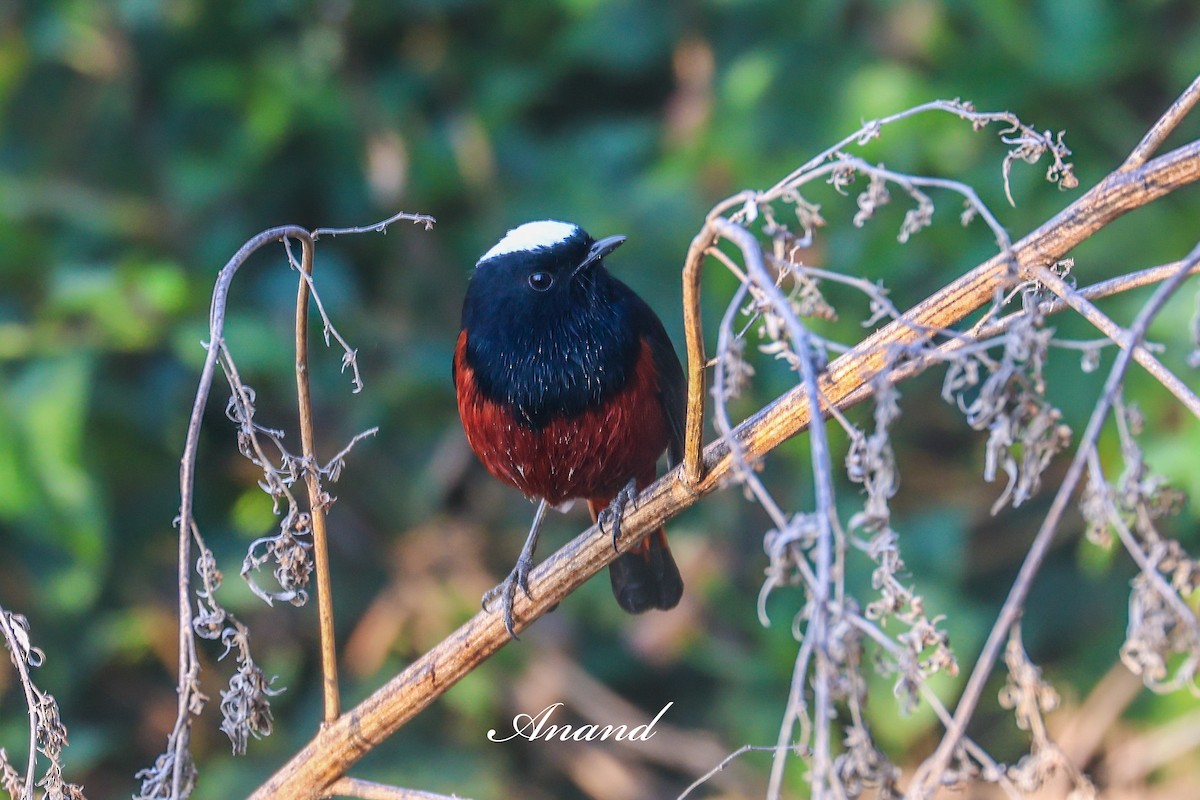 Халзан гал сүүлт - ML646448645