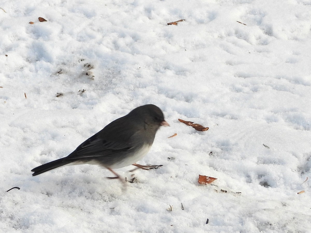 Dark-eyed Junco (Slate-colored) - ML646448647