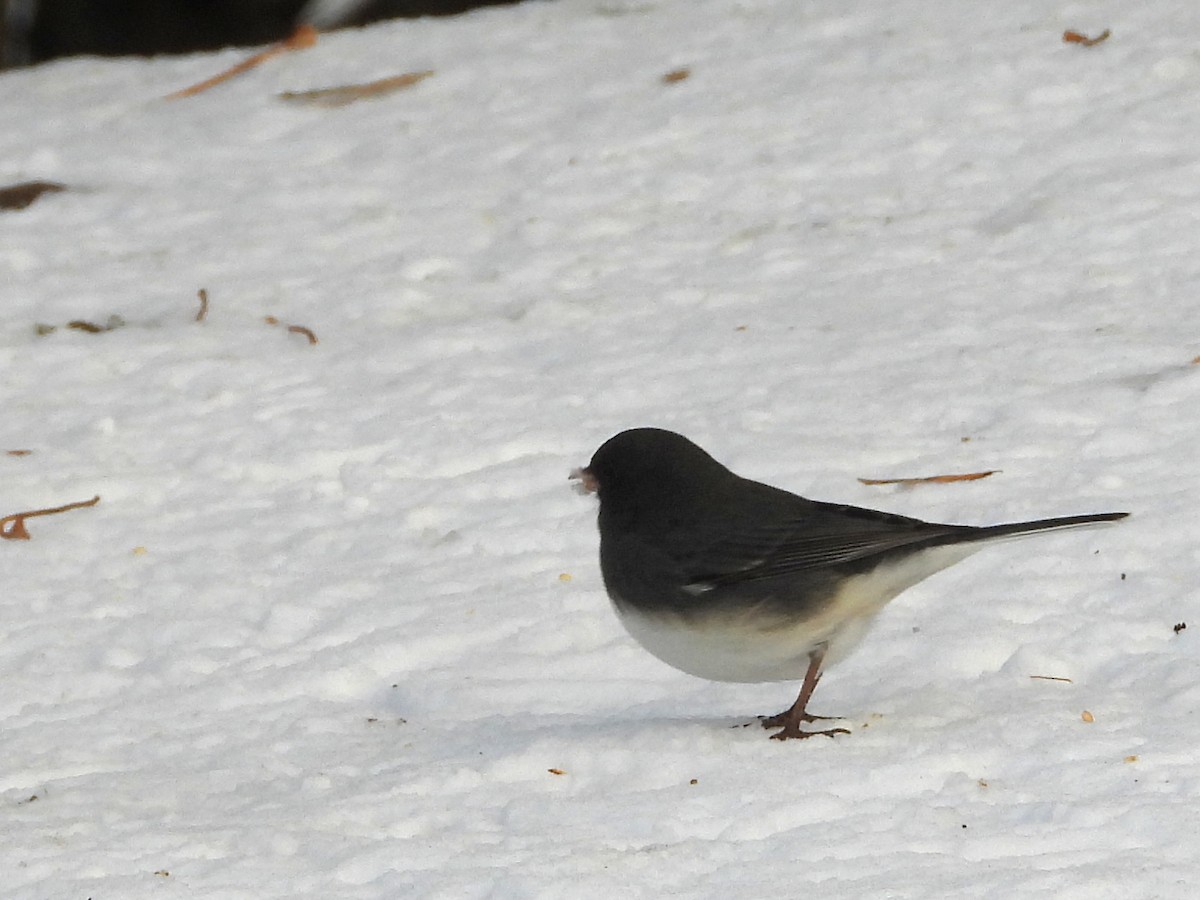 Dark-eyed Junco (Slate-colored) - ML646448648