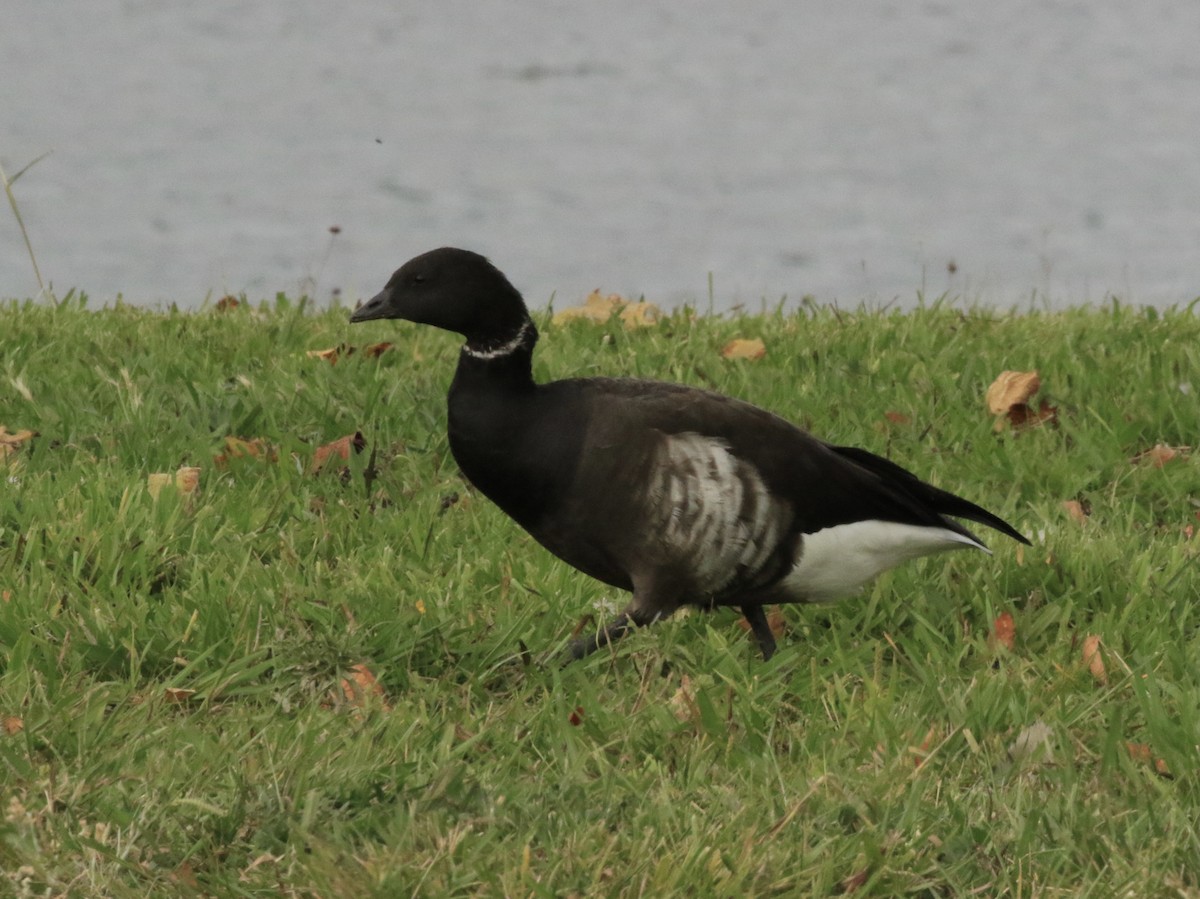 Brant - ML646448649