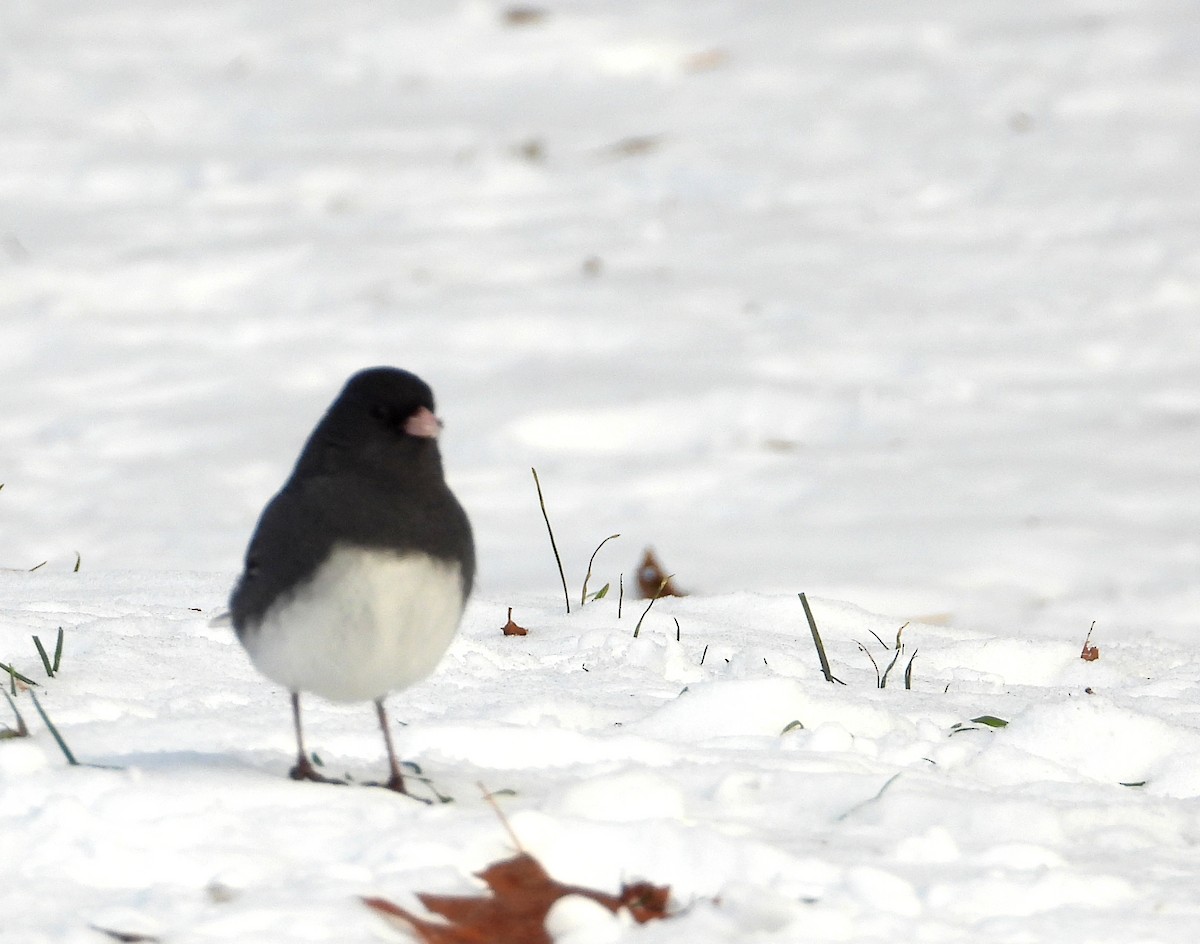 Dark-eyed Junco (Slate-colored) - ML646448650