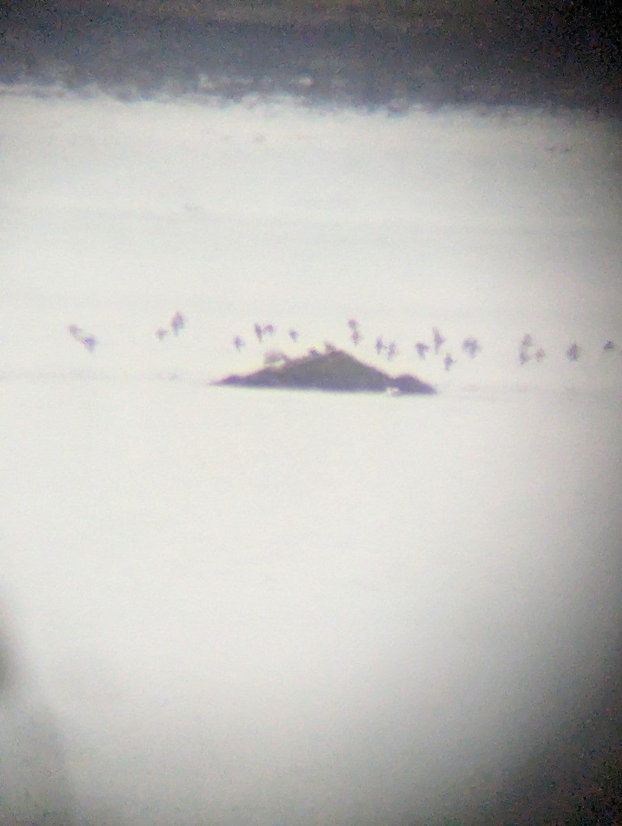 Морской песочник - ML646448651